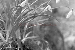 MilanBW-0369