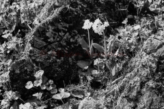 MilanBW-0516