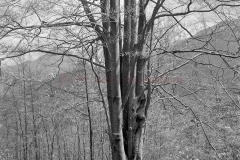 MilanBW-0002